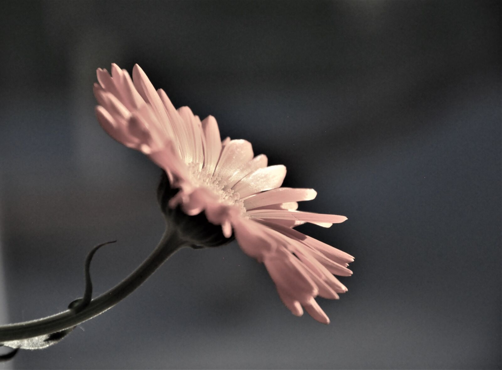 Nikon D90 sample photo. Close up, tender leaves photography