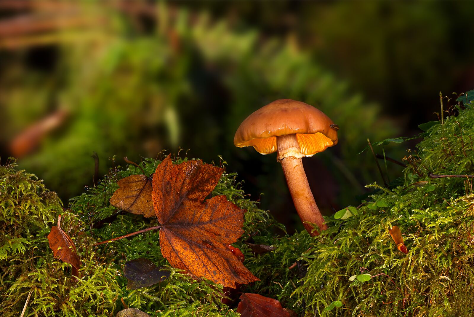 Canon EOS 7D sample photo. Mushroom, forest, autumn photography
