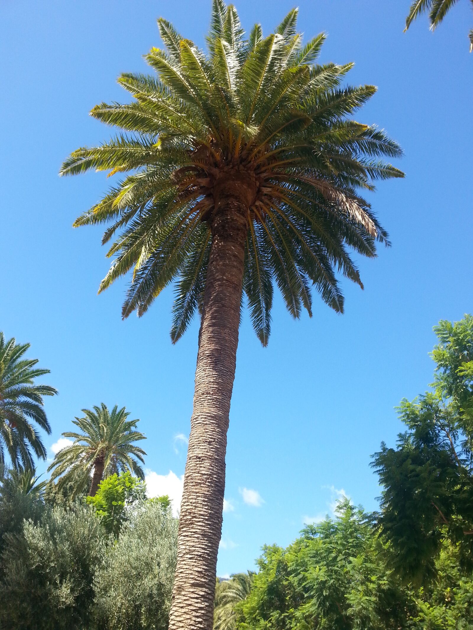Samsung Galaxy S3 sample photo. Palm, maspalomas, gran canaria photography