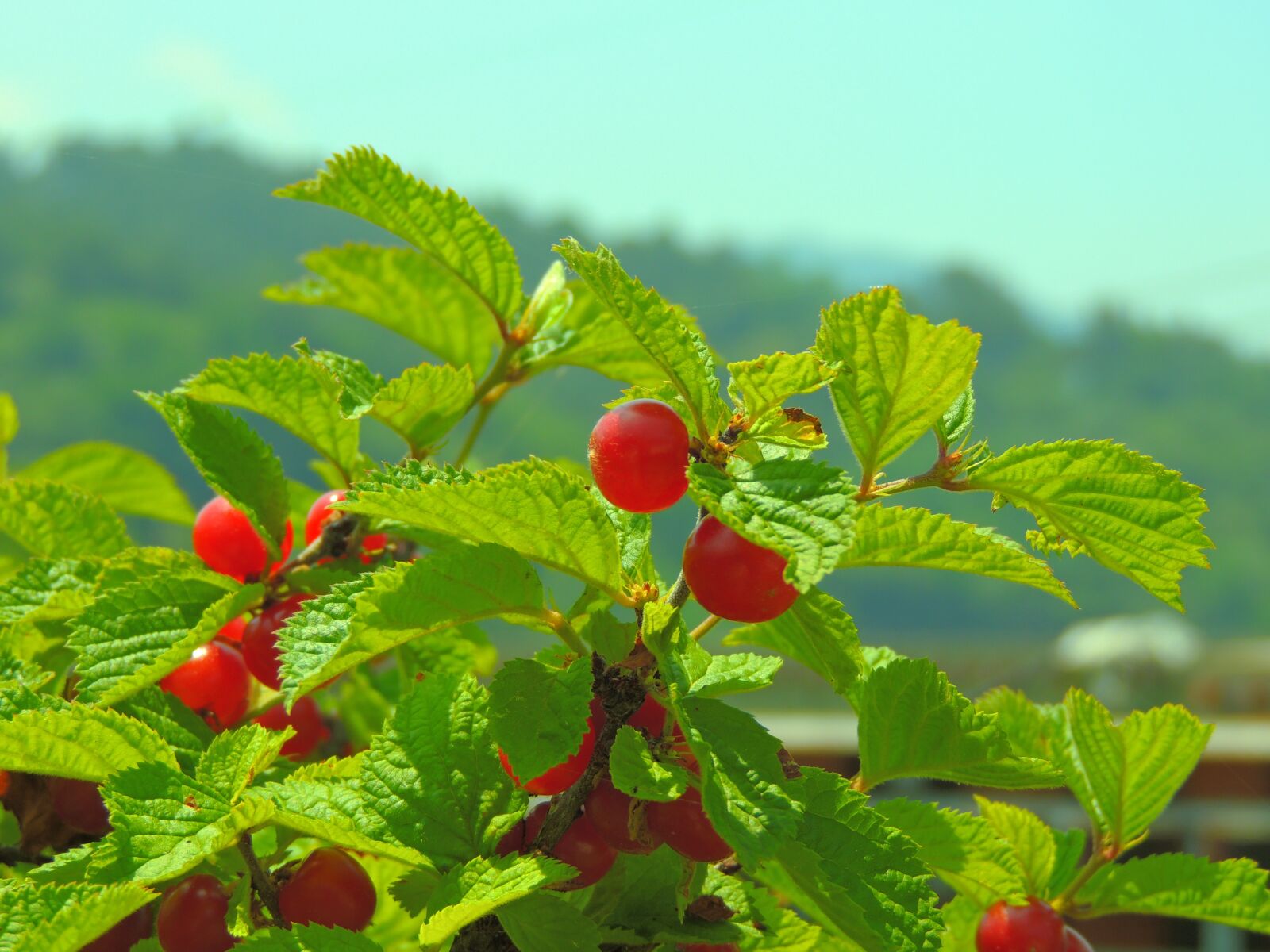 Nikon Coolpix P510 sample photo. Cherries, spring, red fruits photography