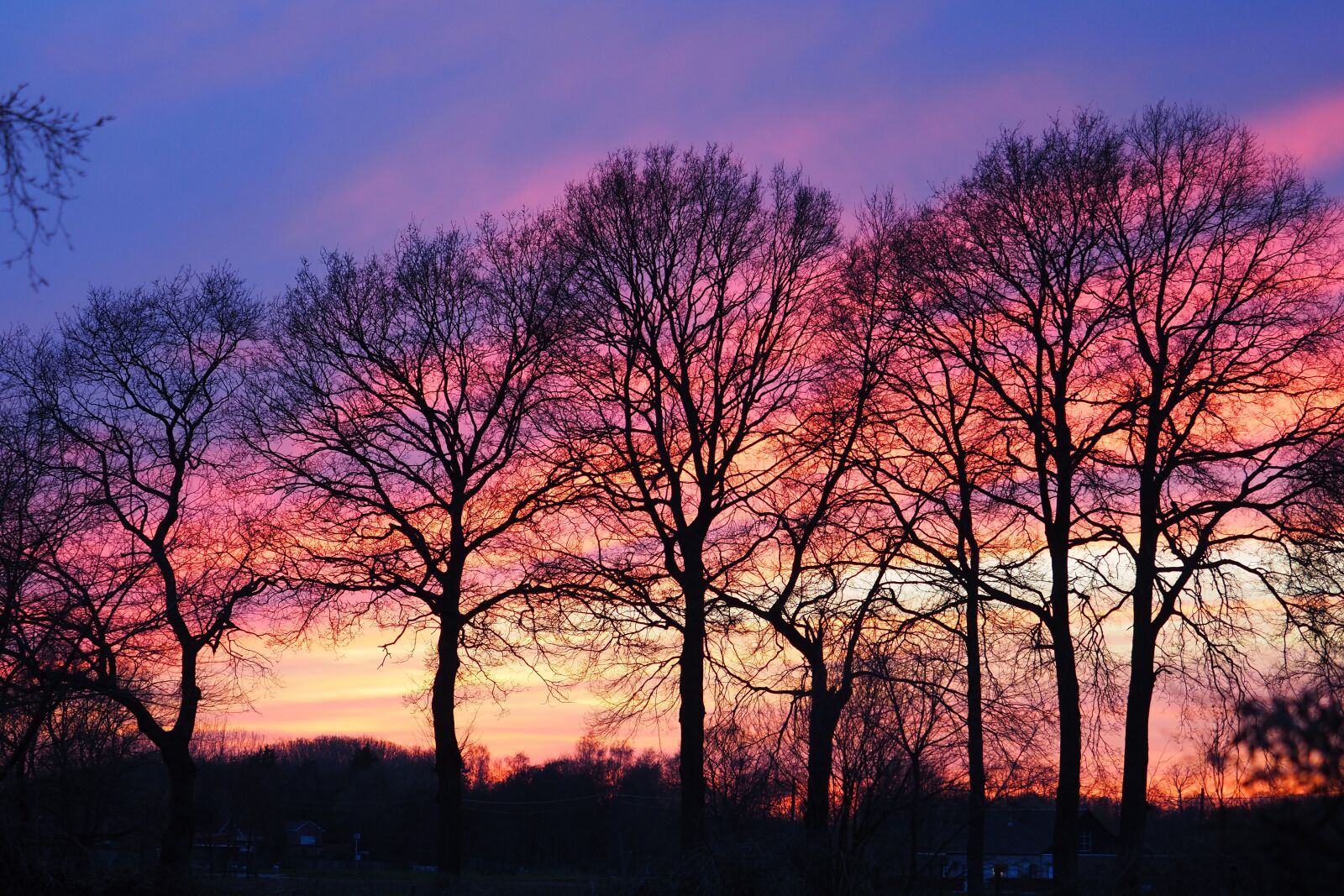 Olympus PEN-F sample photo. Sunset, trees, sky photography