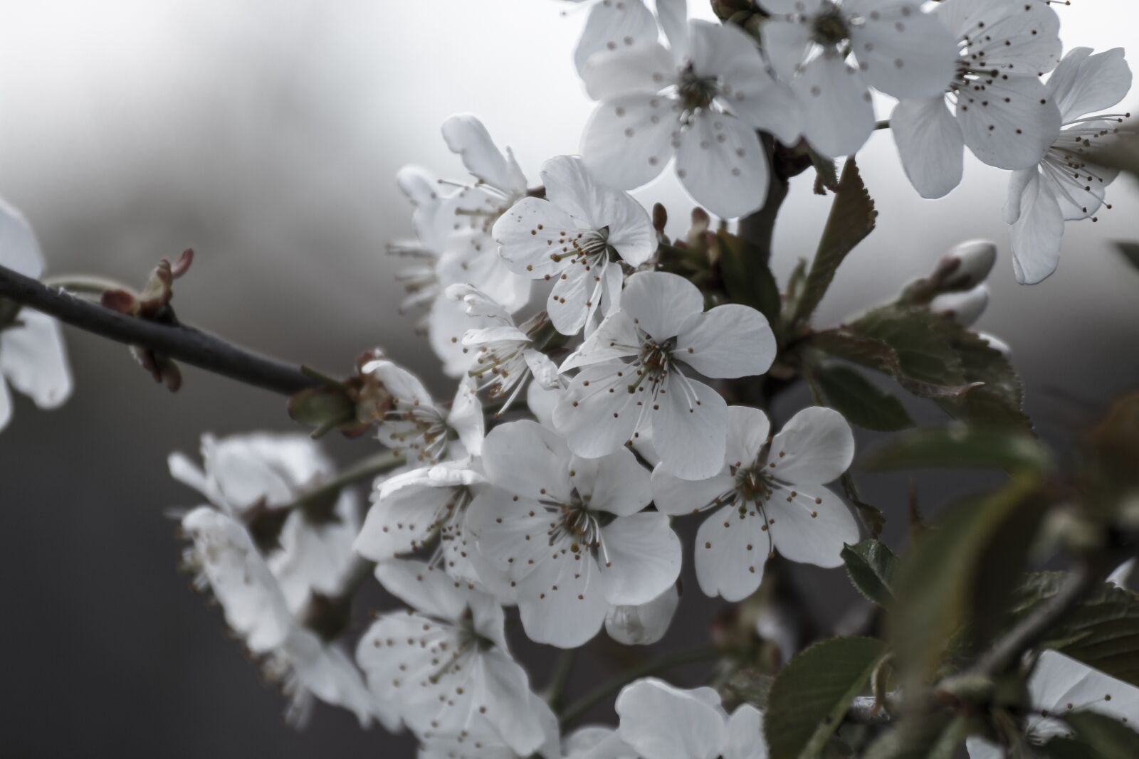 Canon EOS 70D sample photo. Cherry blossom, blossom, bloom photography