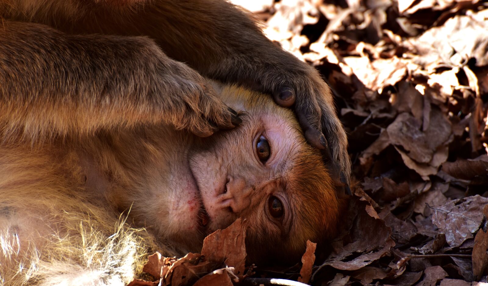 Nikon D7200 sample photo. Berber monkeys, delouse, cute photography