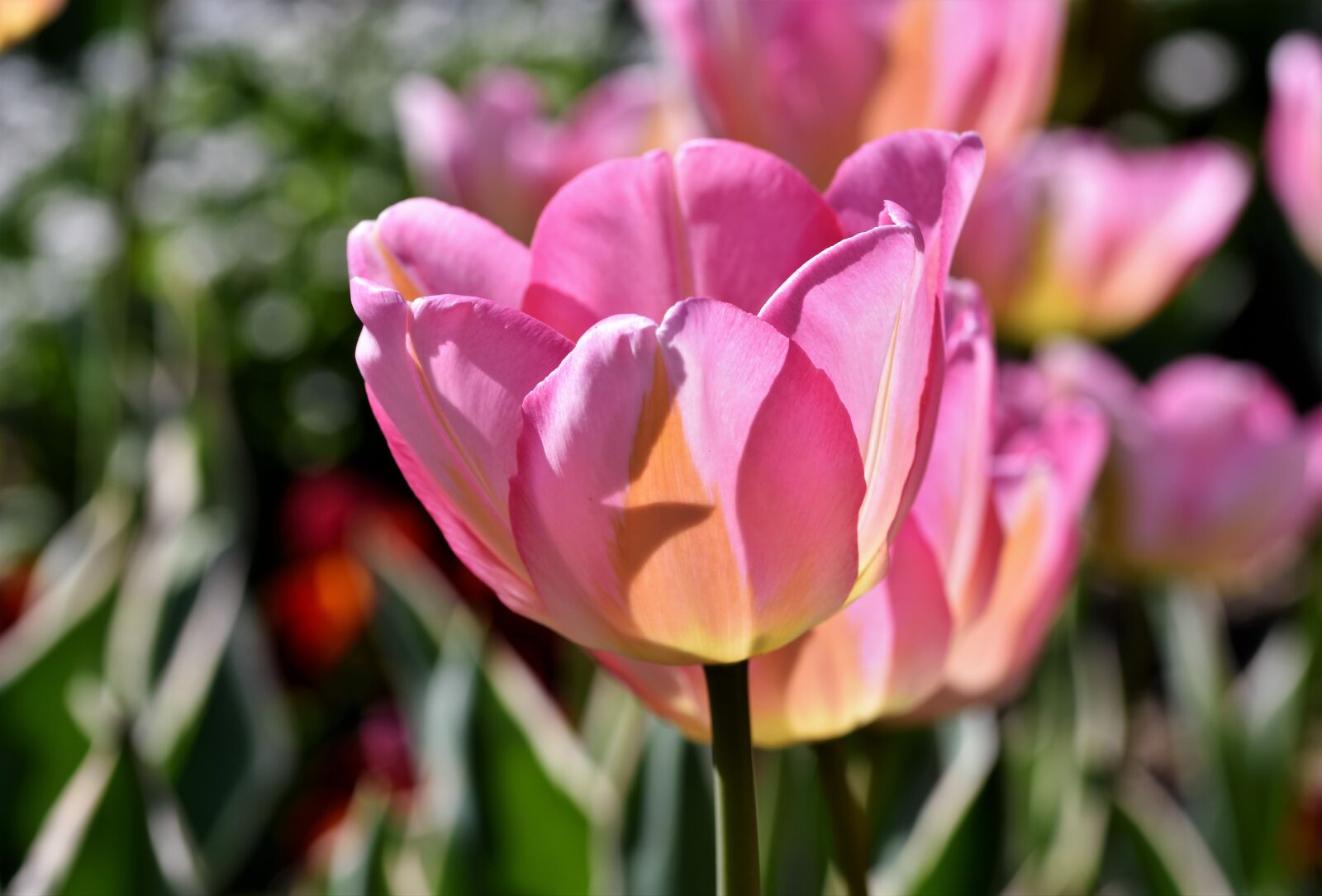 Nikon D7200 sample photo. Tulip, tulpenbluete, tulip field photography