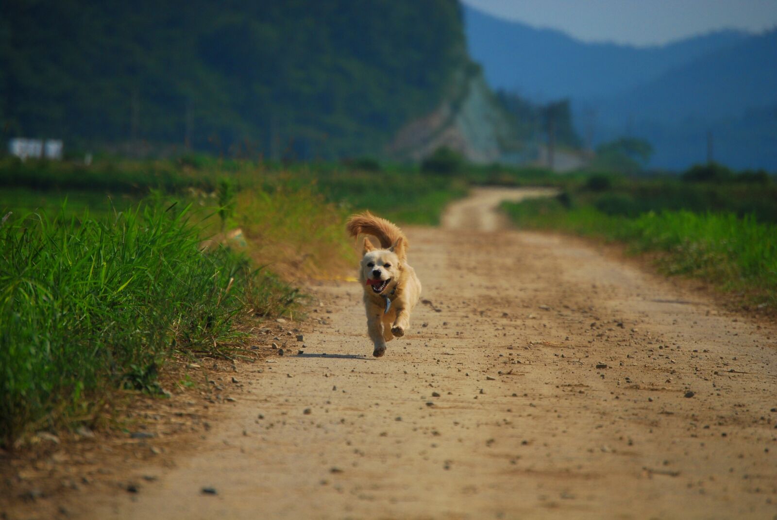 Nikon D60 sample photo. Puppy, dog, running photography