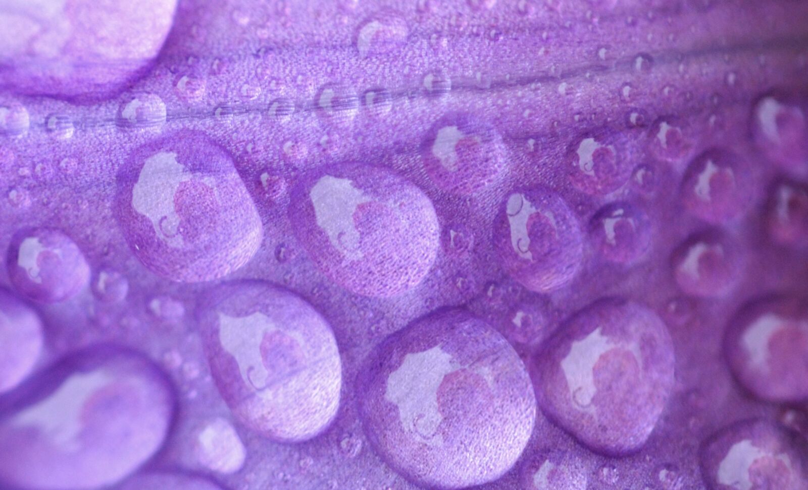 Nikon D7000 sample photo. Rain, droplet, drop photography
