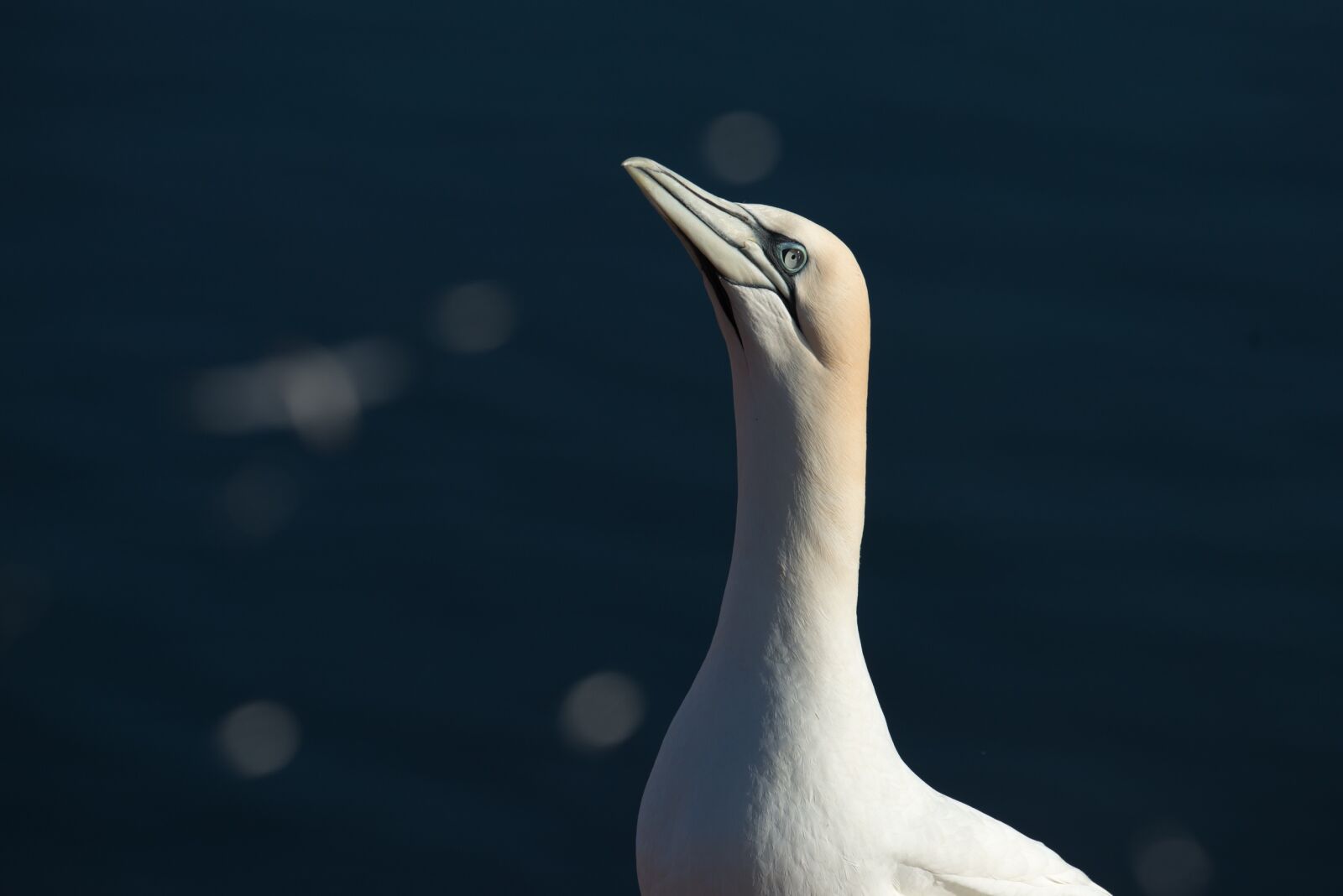 Nikon D800 sample photo. Northern gannet, morus bassanus photography