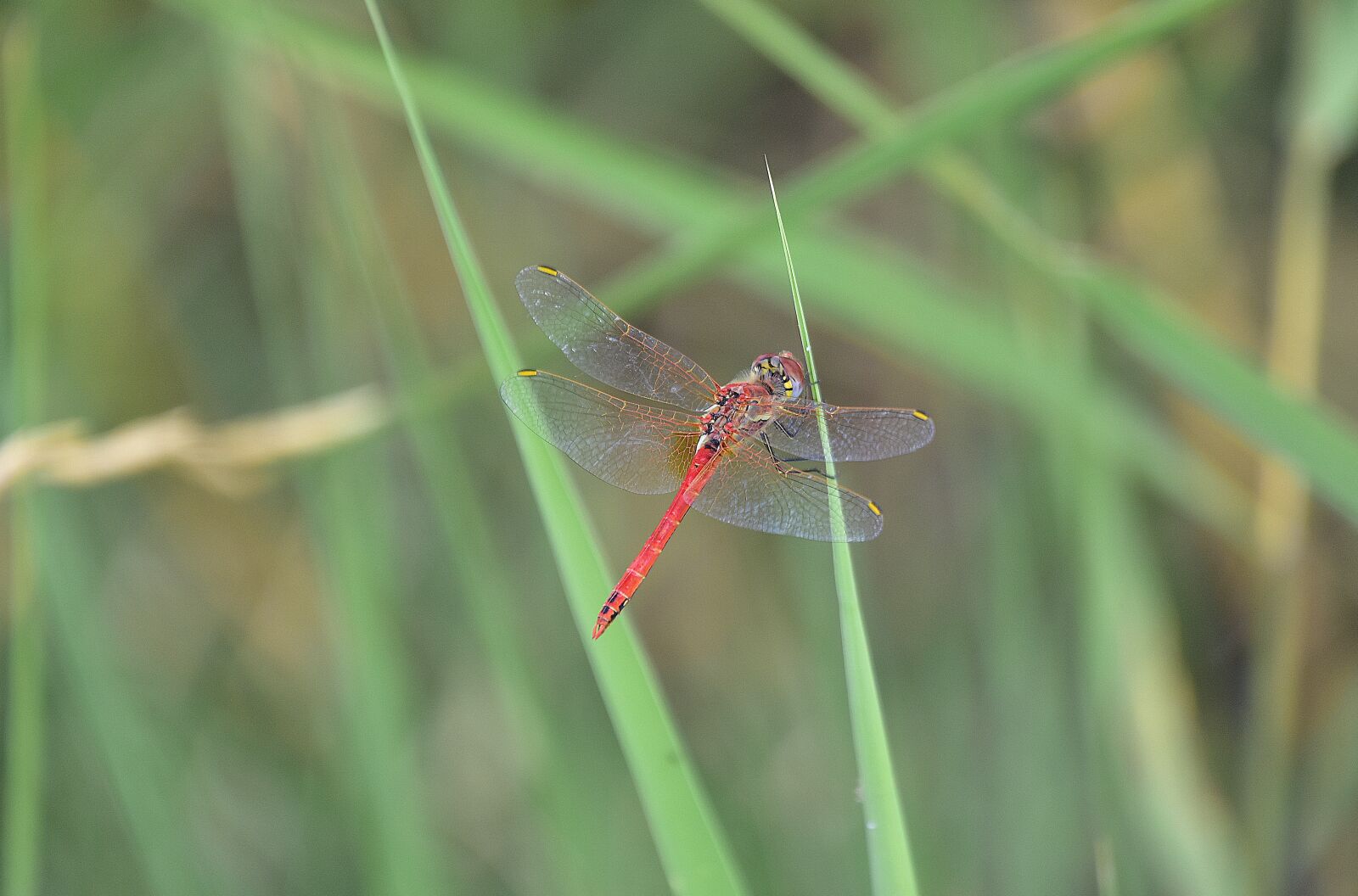 Nikon D7200 sample photo. Nature, insects, dragonfly photography