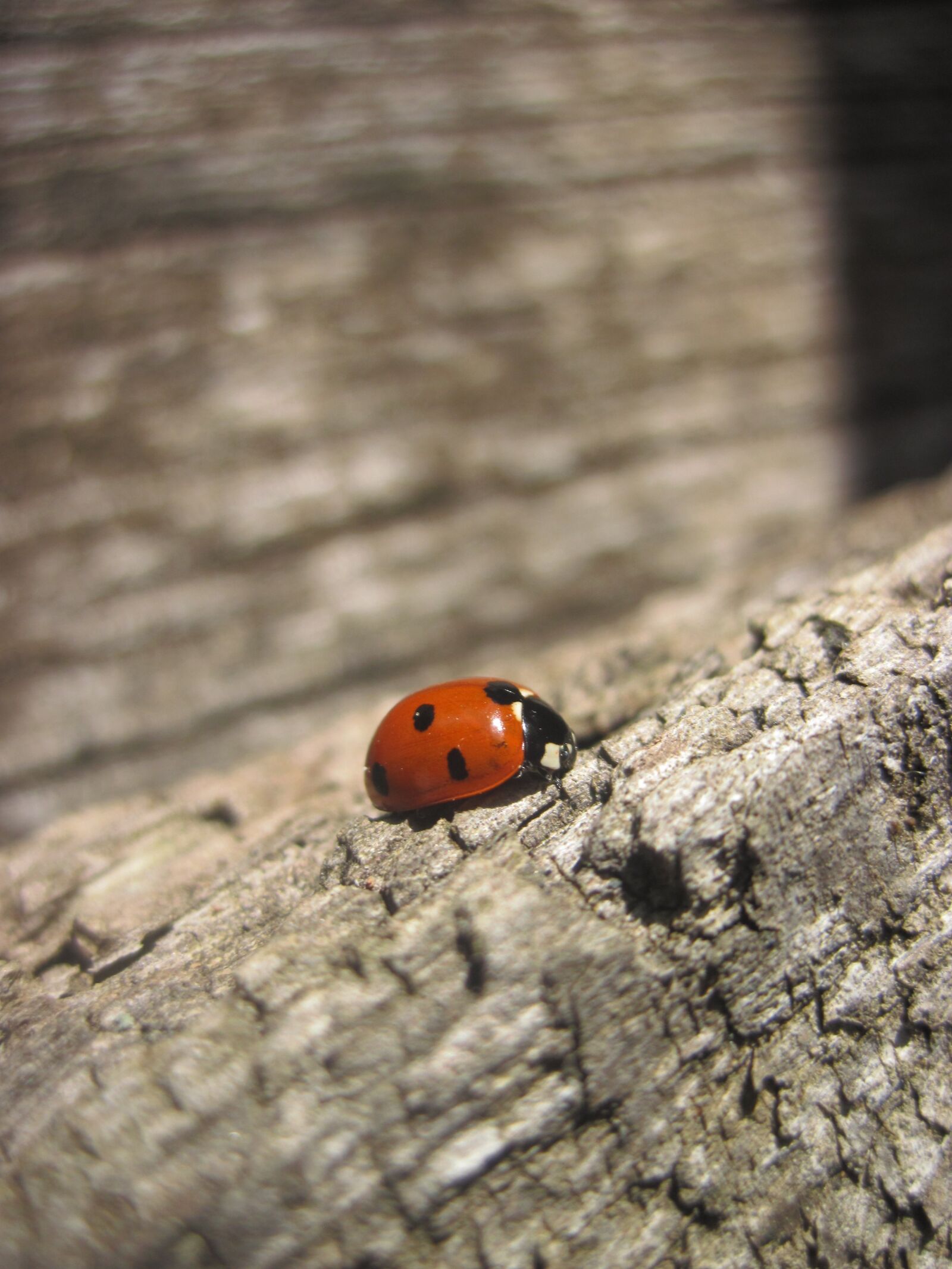 Canon PowerShot D10 sample photo. Ladybug, wood, red photography