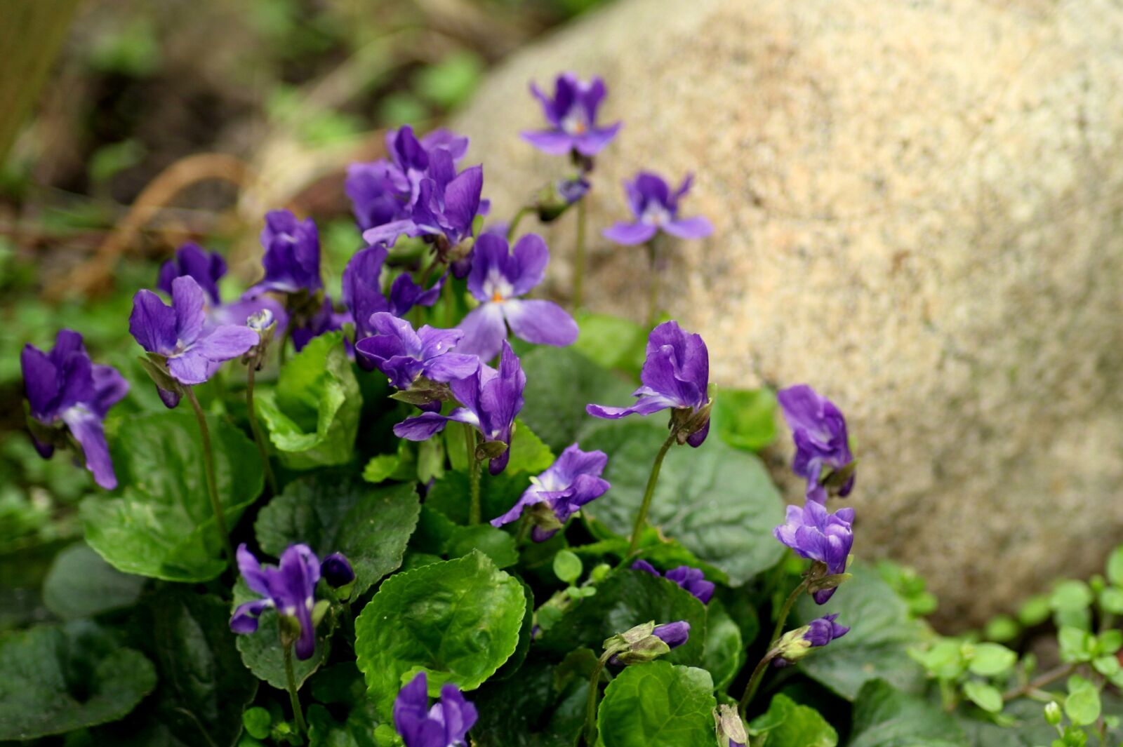 Canon EOS 1200D (EOS Rebel T5 / EOS Kiss X70 / EOS Hi) sample photo. Violets, flowers, spring photography