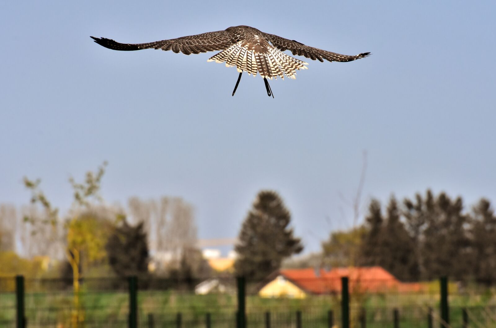 Nikon D7200 sample photo. Falcon, bird of prey photography