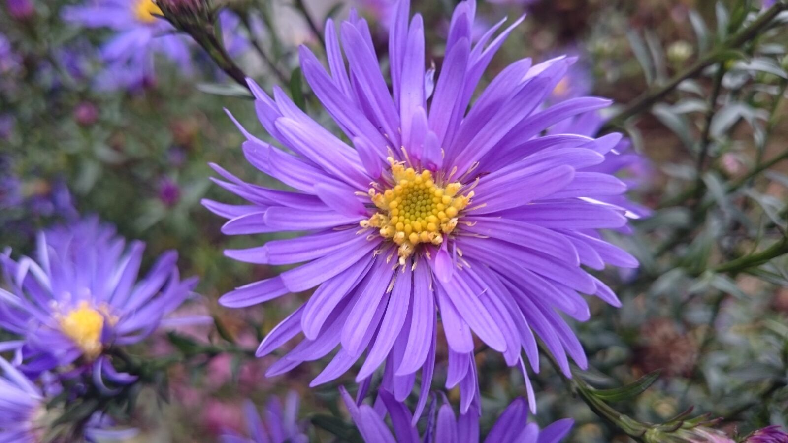 Sony Xperia Z1 Compact sample photo. Flower, purple, purple flower photography