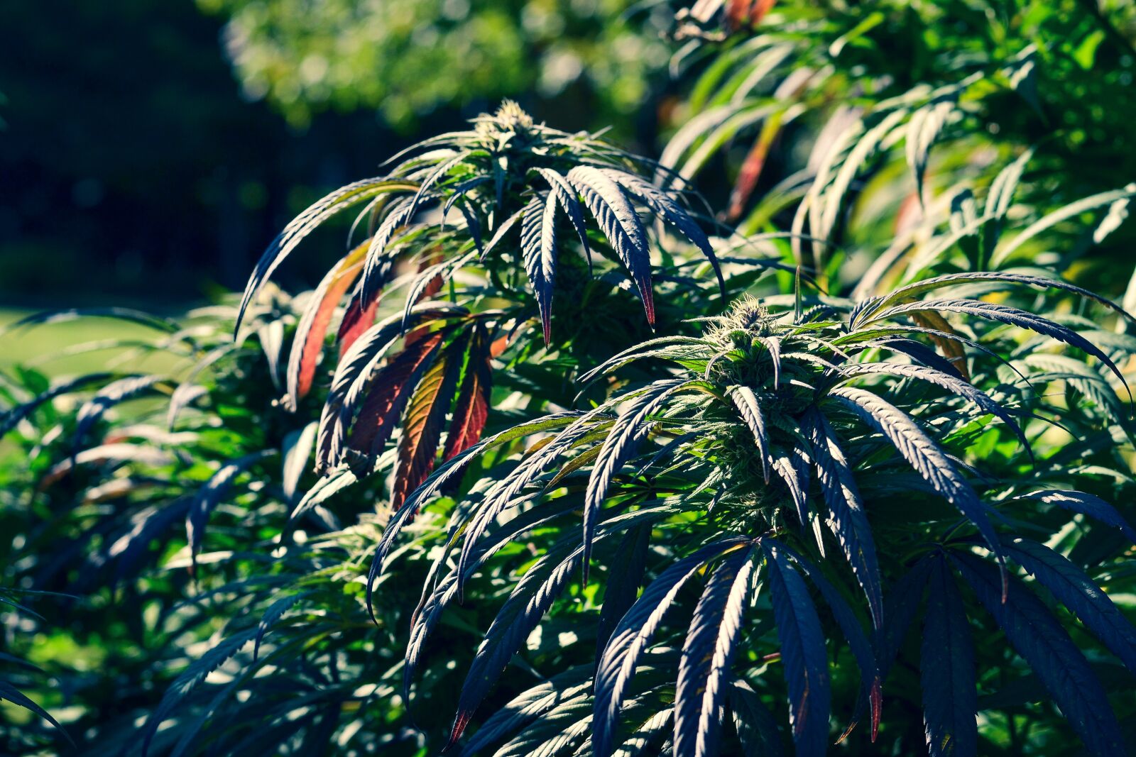 Nikon D3100 sample photo. Marijuana, weed, cannabis photography
