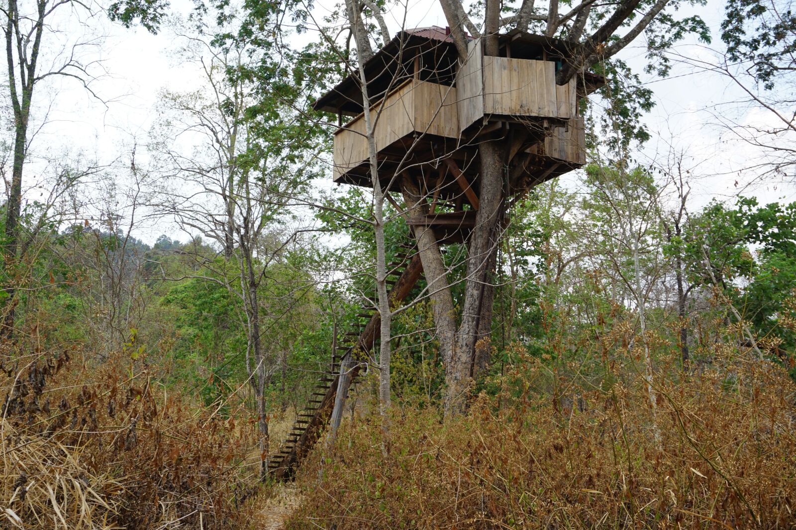 Sony a5100 sample photo. Treehouse, rainforest, forest photography