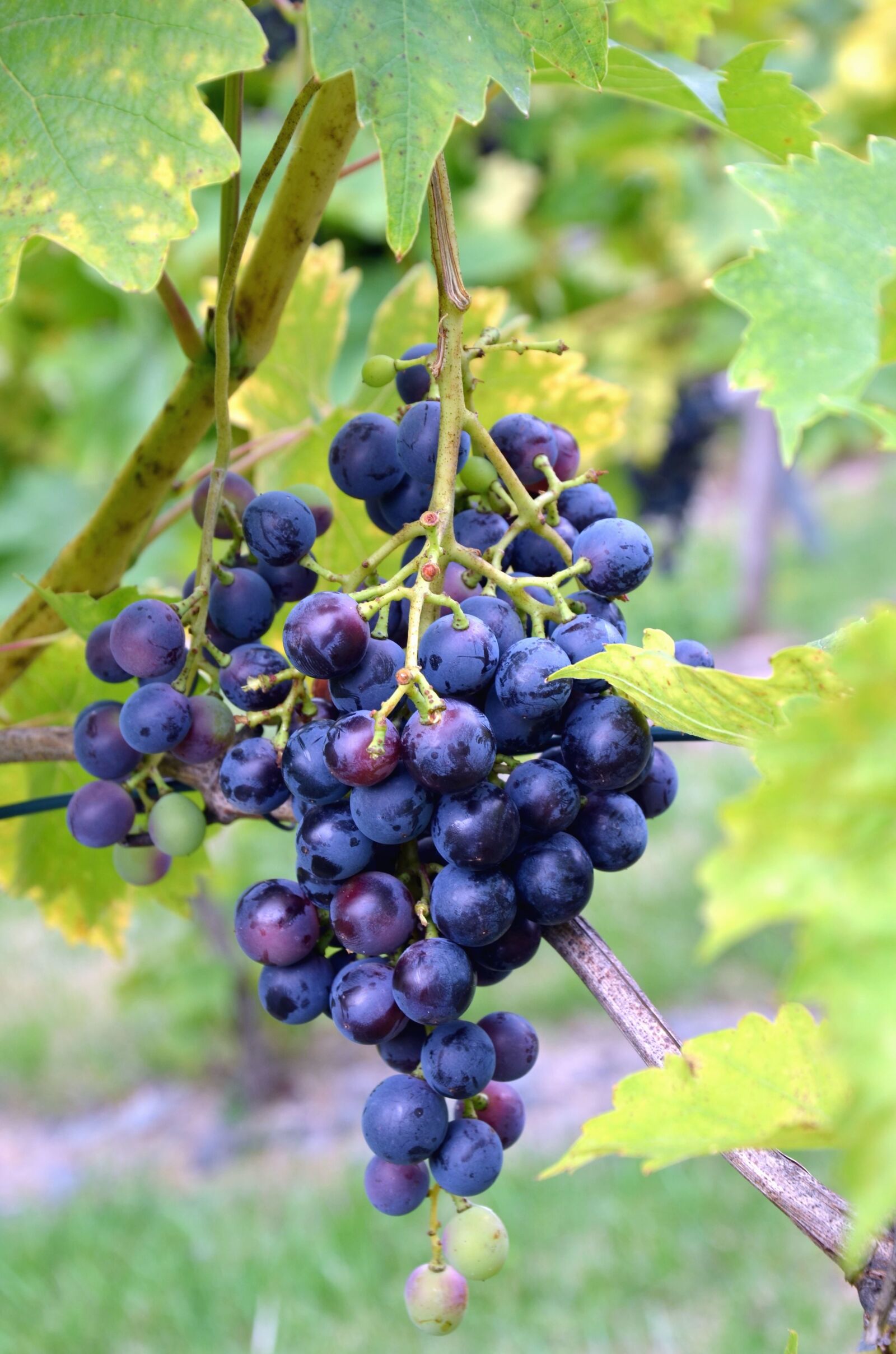 Nikon D5100 sample photo. Grapes, fruit, leaf, vineyard photography