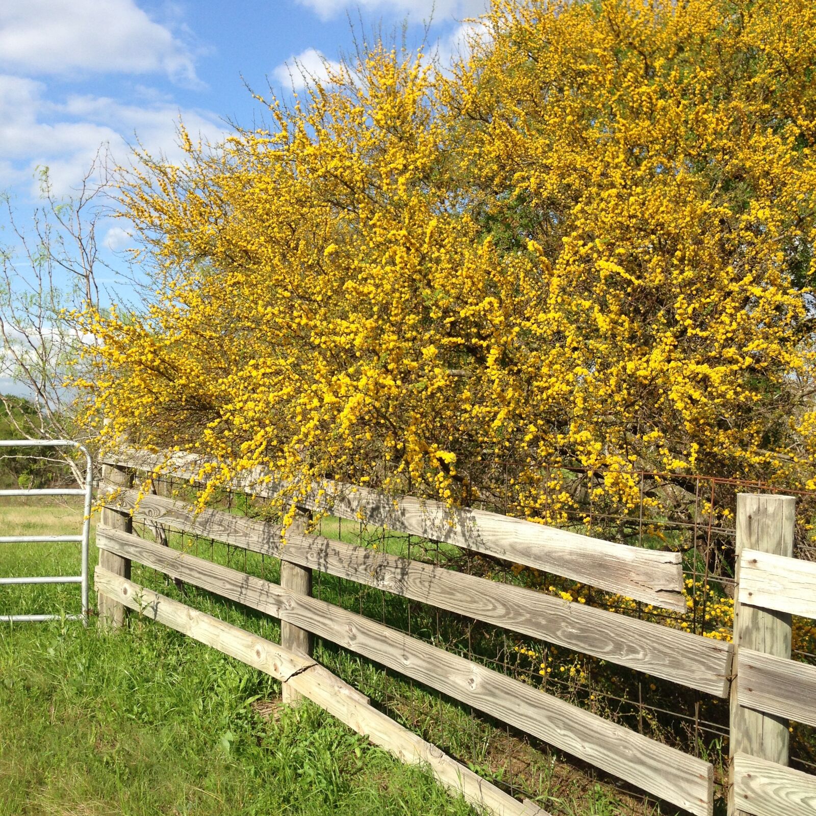 iPhone 5c back camera 4.12mm f/2.4 sample photo. Pollen, tree, huizache photography