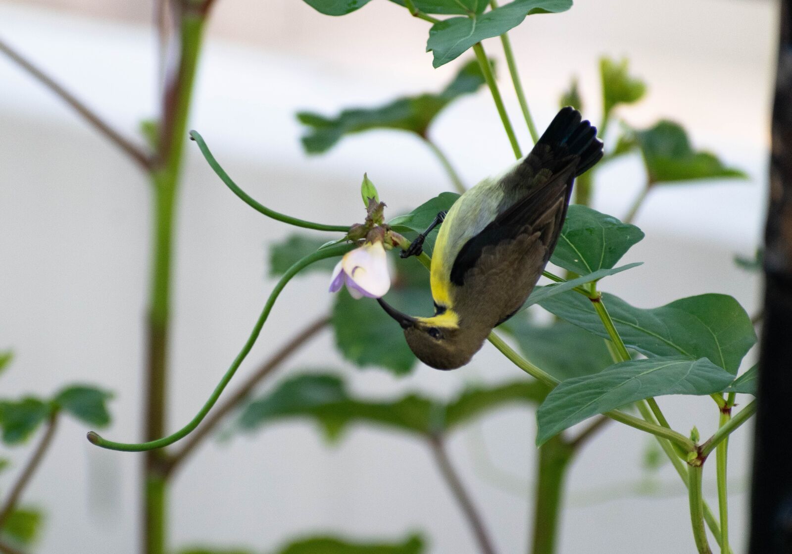 Nikon D3300 sample photo. Humming bird, bird, nature photography