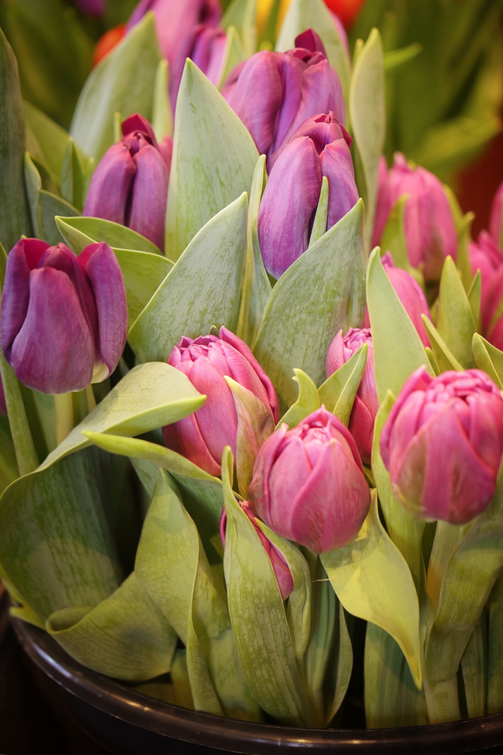 Panasonic Lumix DMC-GX8 sample photo. Tulip, flower, plant photography