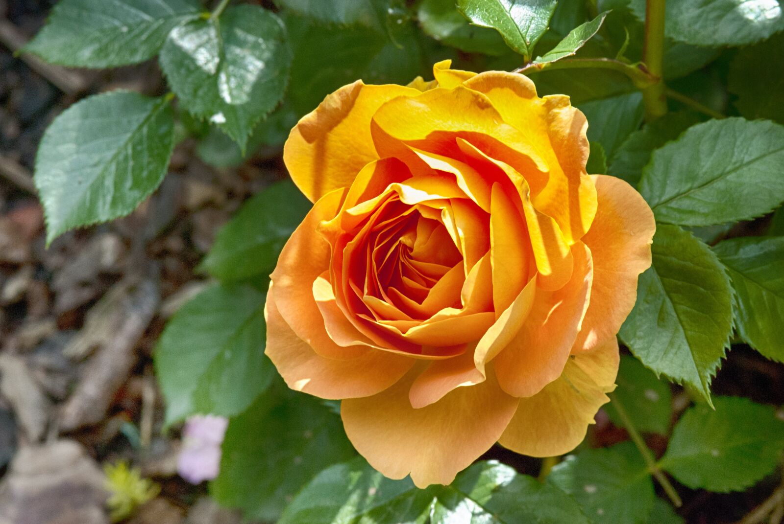 Nikon D60 sample photo. Rose, blossom, bloom photography
