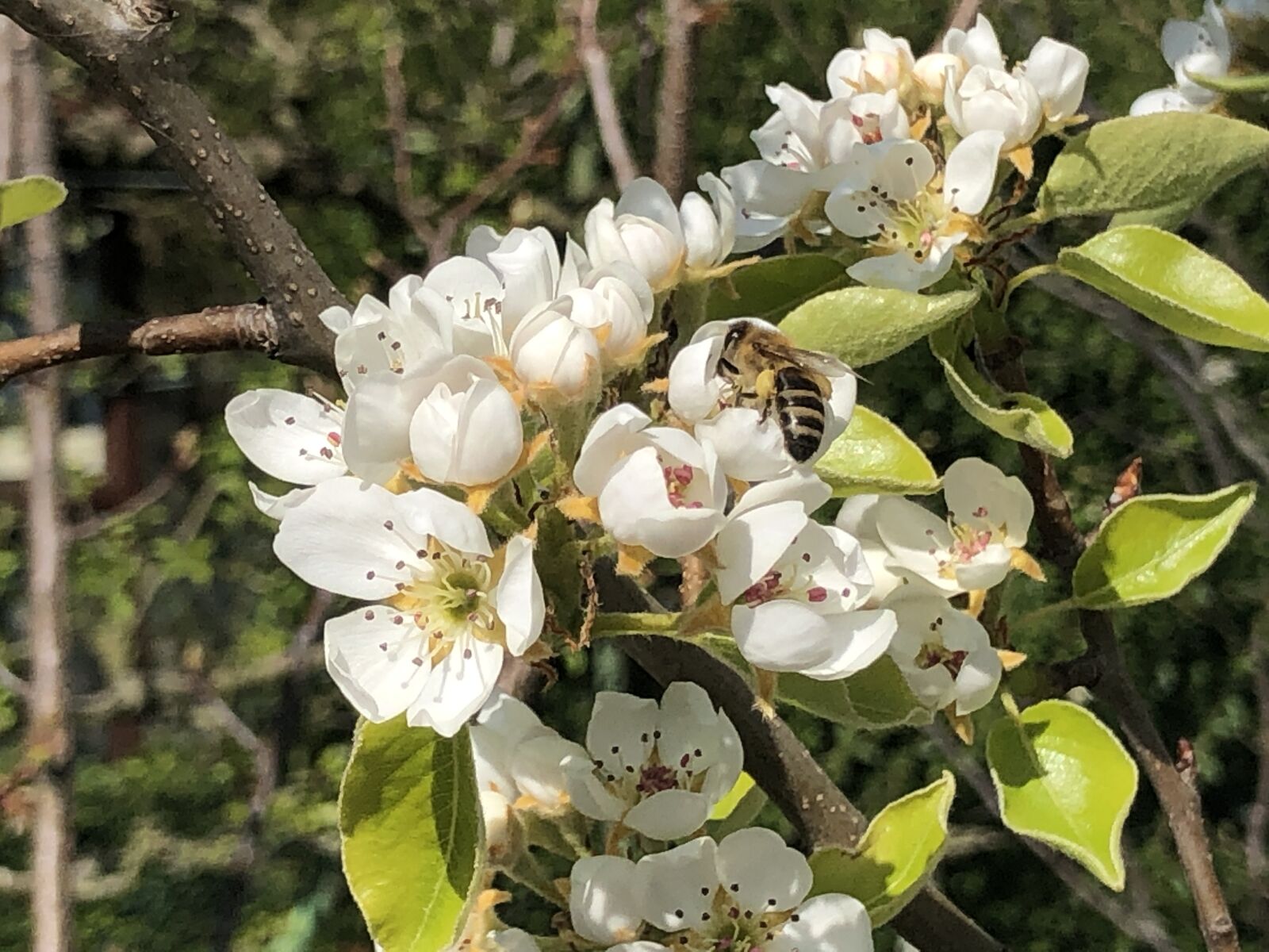 iPhone 8 back camera 3.99mm f/1.8 sample photo. Flowers, bee, blossom photography