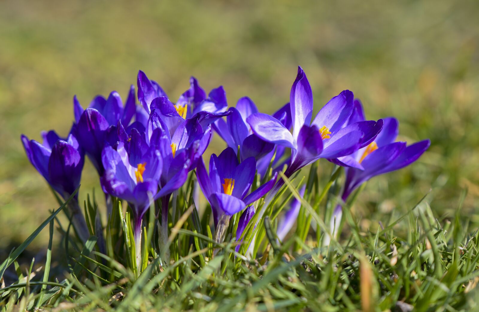 Nikon D7100 sample photo. Flowers, flower, grass photography