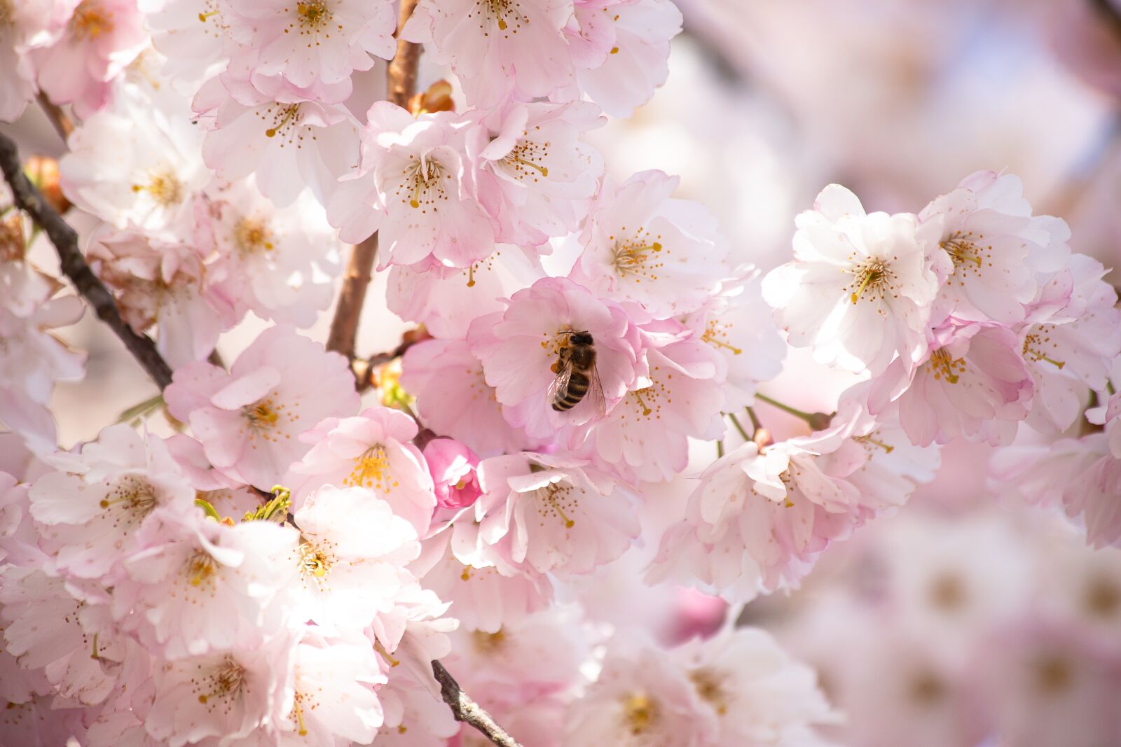 Canon EF 70-300mm F4-5.6 IS USM sample photo. Grannenkirsche, ornamental cherry, japanese photography
