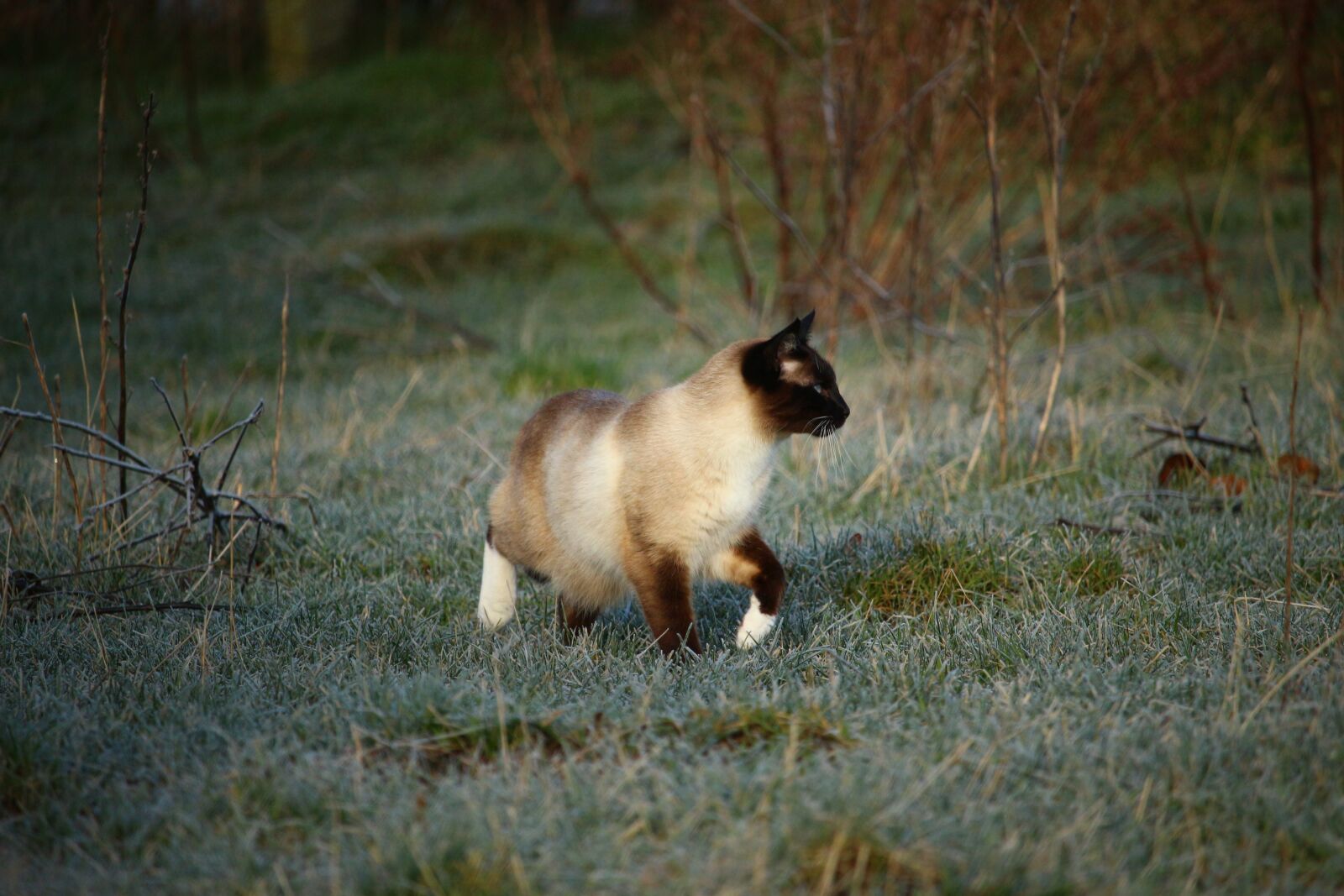 Canon EOS 100D (EOS Rebel SL1 / EOS Kiss X7) sample photo. Cat, siamese cat, siamese photography