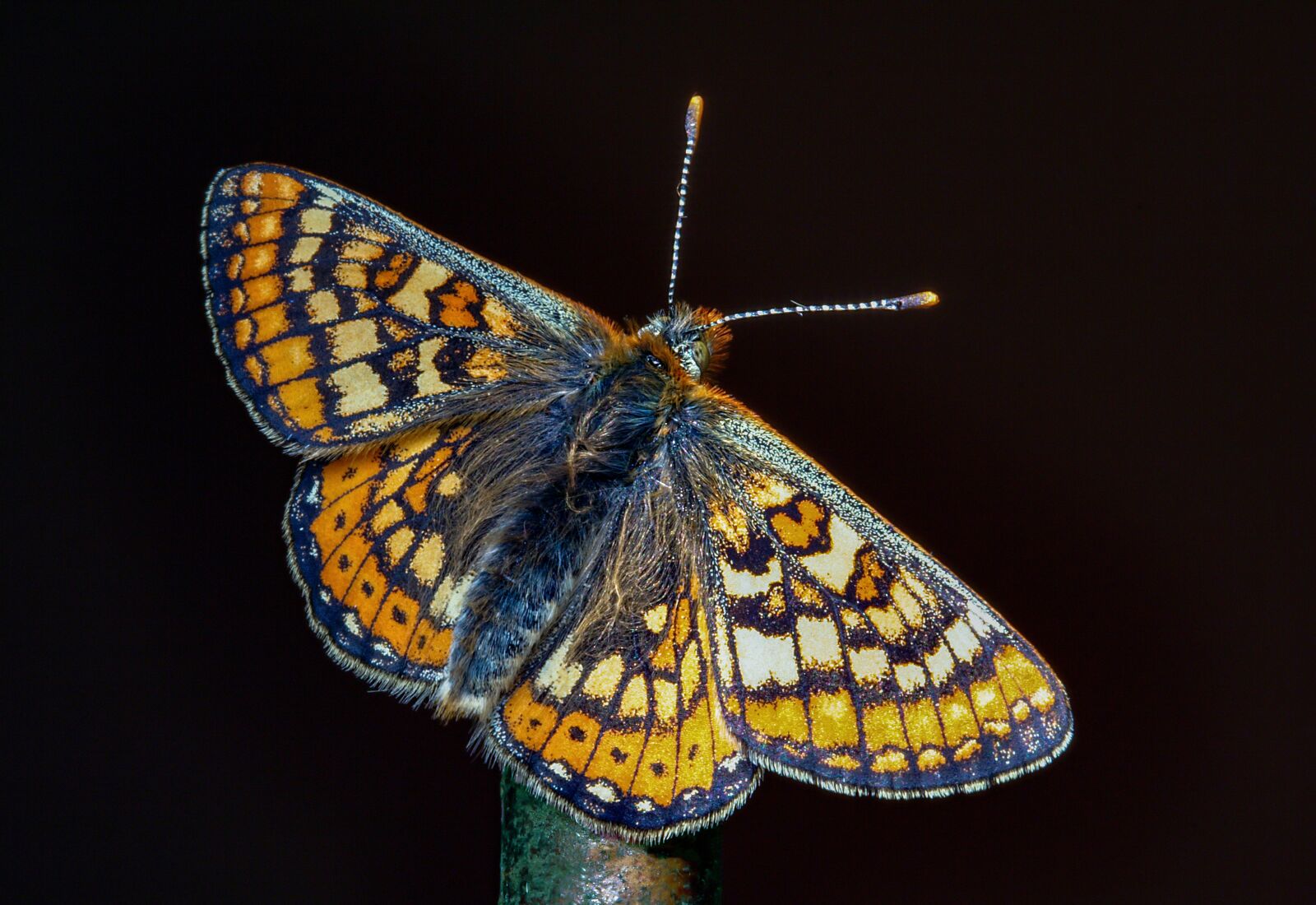 Canon EOS 350D (EOS Digital Rebel XT / EOS Kiss Digital N) sample photo. Butterfly, marsh fritillary, wings photography