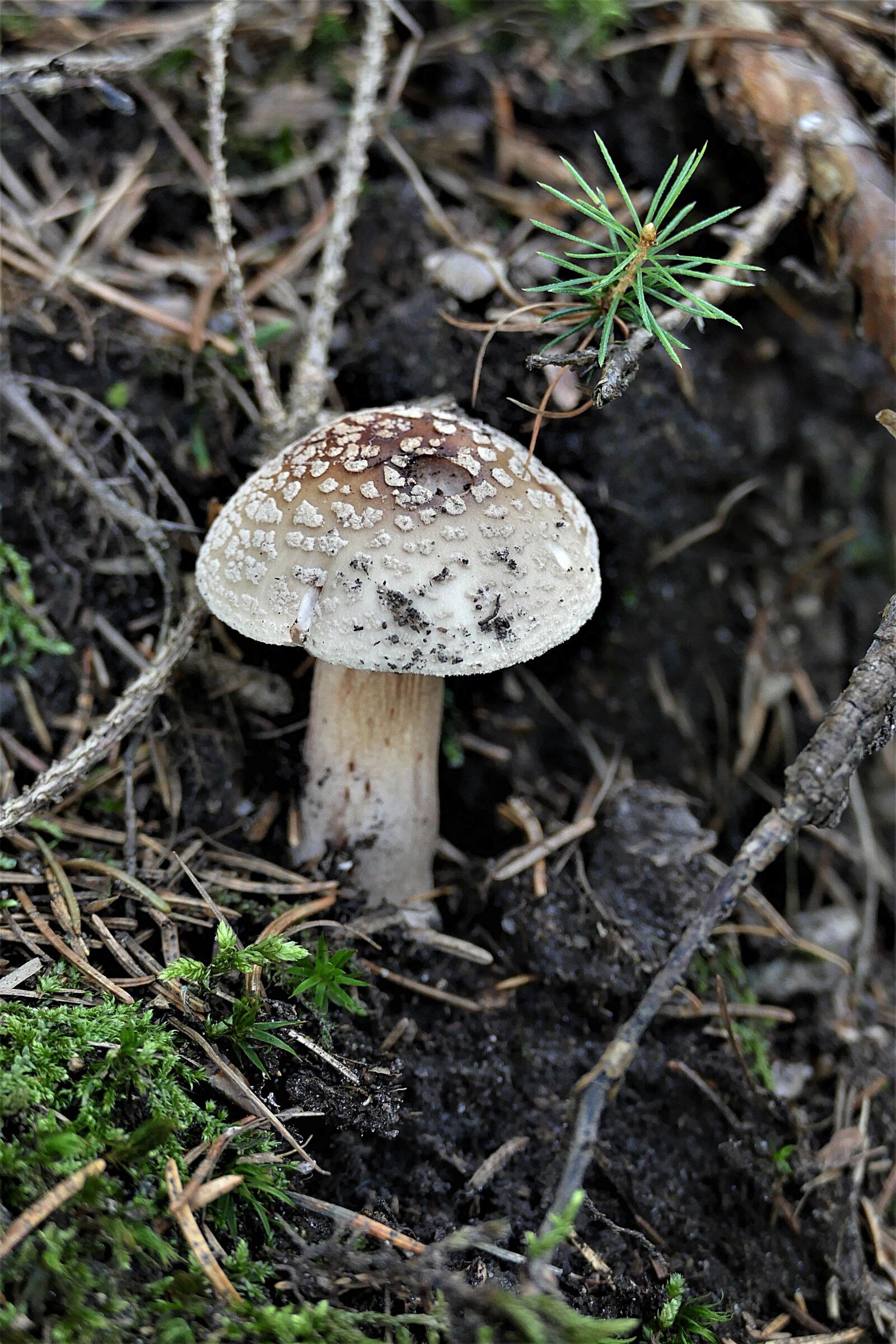 Panasonic Lumix DMC-FZ1000 sample photo. Perlpilz, forest, forest mushroom photography