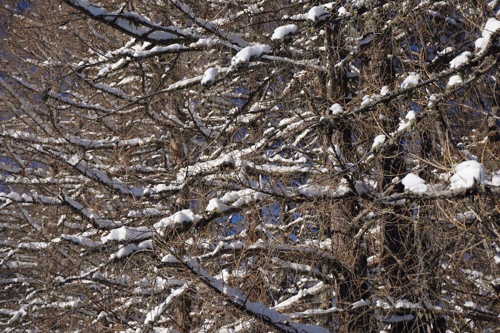 Sony E 16-50mm F3.5-5.6 PZ OSS sample photo. Aesthetic, trees, wood photography