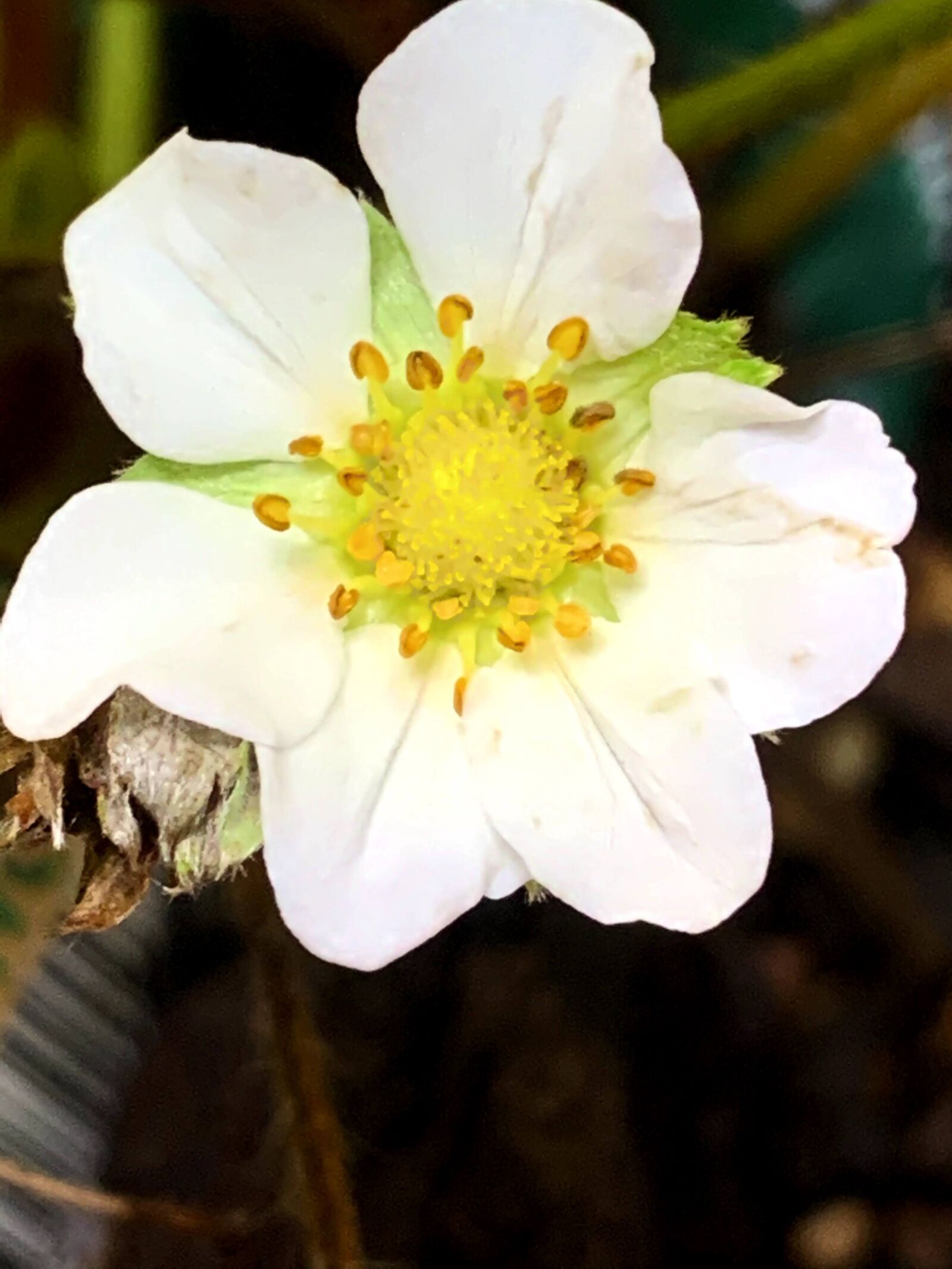 iPhone XR back camera 4.25mm f/1.8 sample photo. Strawberry, flower, white photography