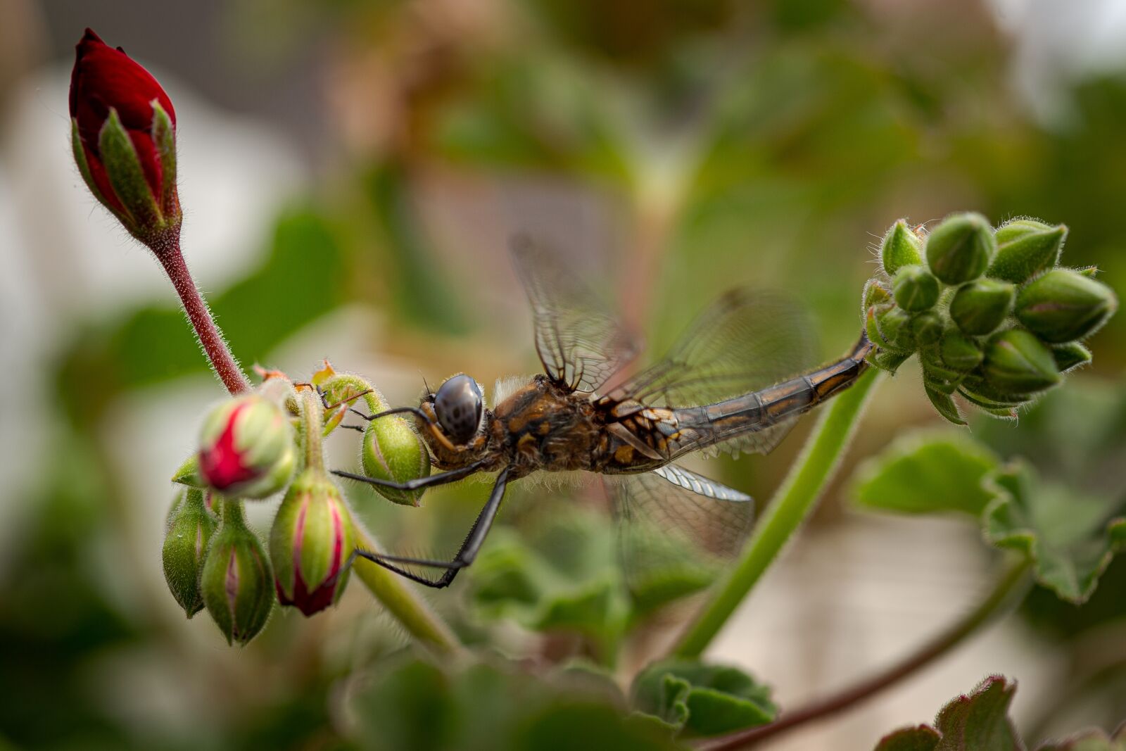 Canon EOS 6D + Canon EF 100mm F2.8 Macro USM sample photo. Macro, dragonfly, insect photography