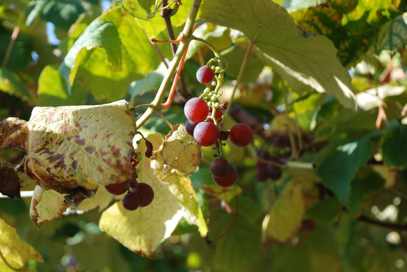 Nikon D80 sample photo. Grapes, grape, vintage photography