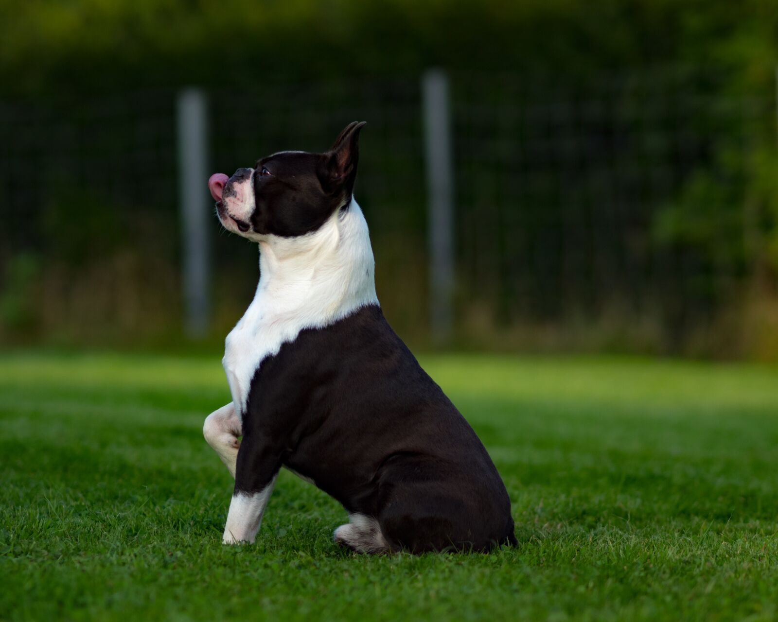 Olympus M.Zuiko Digital ED 75mm F1.8 sample photo. Boston terrier, dog, small photography