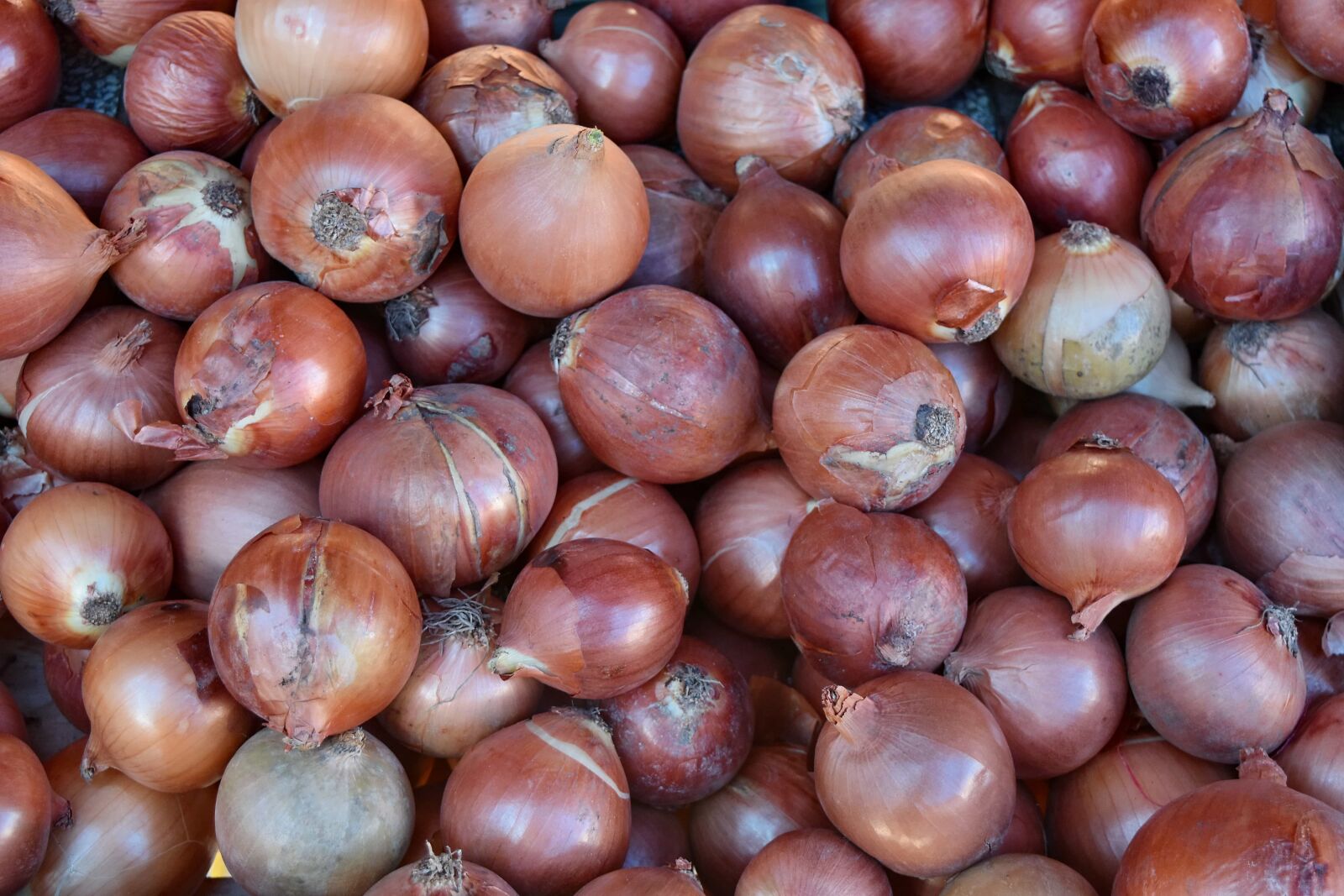 Nikon D5500 sample photo. Vegetable, produce, brown, onion photography