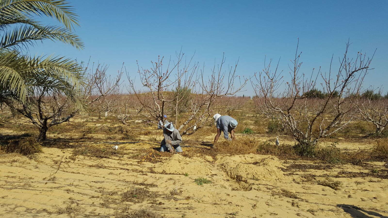 Samsung GALAXY S6 edge sample photo. Egypt, farming photography