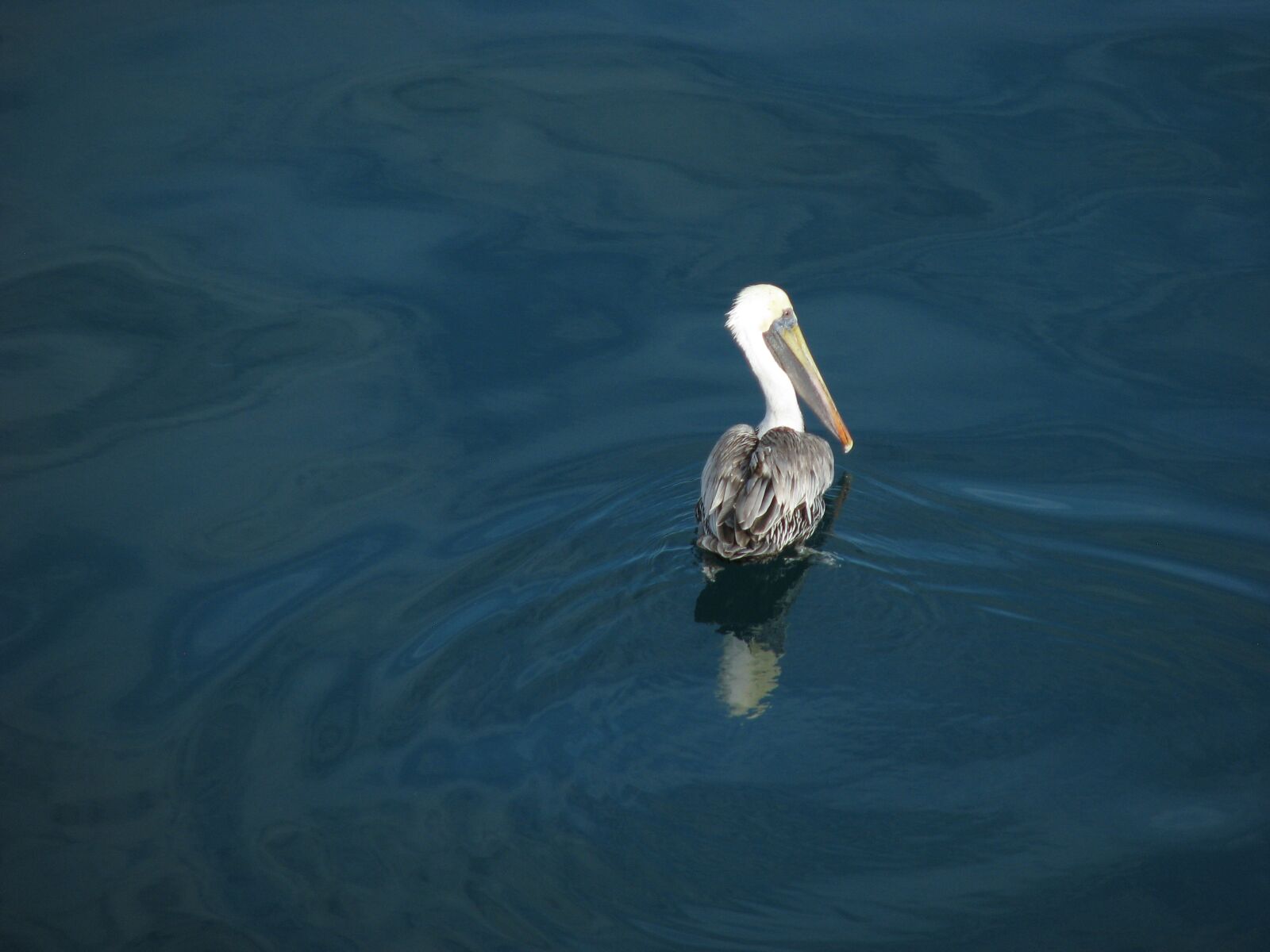 Canon POWERSHOT S5 IS sample photo. Body of water, birds photography
