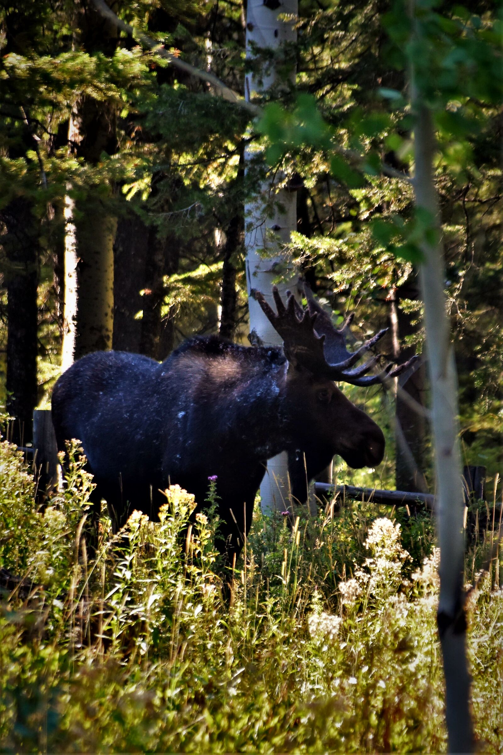 Nikon D5500 sample photo. Forest, idaho, montana, moose photography