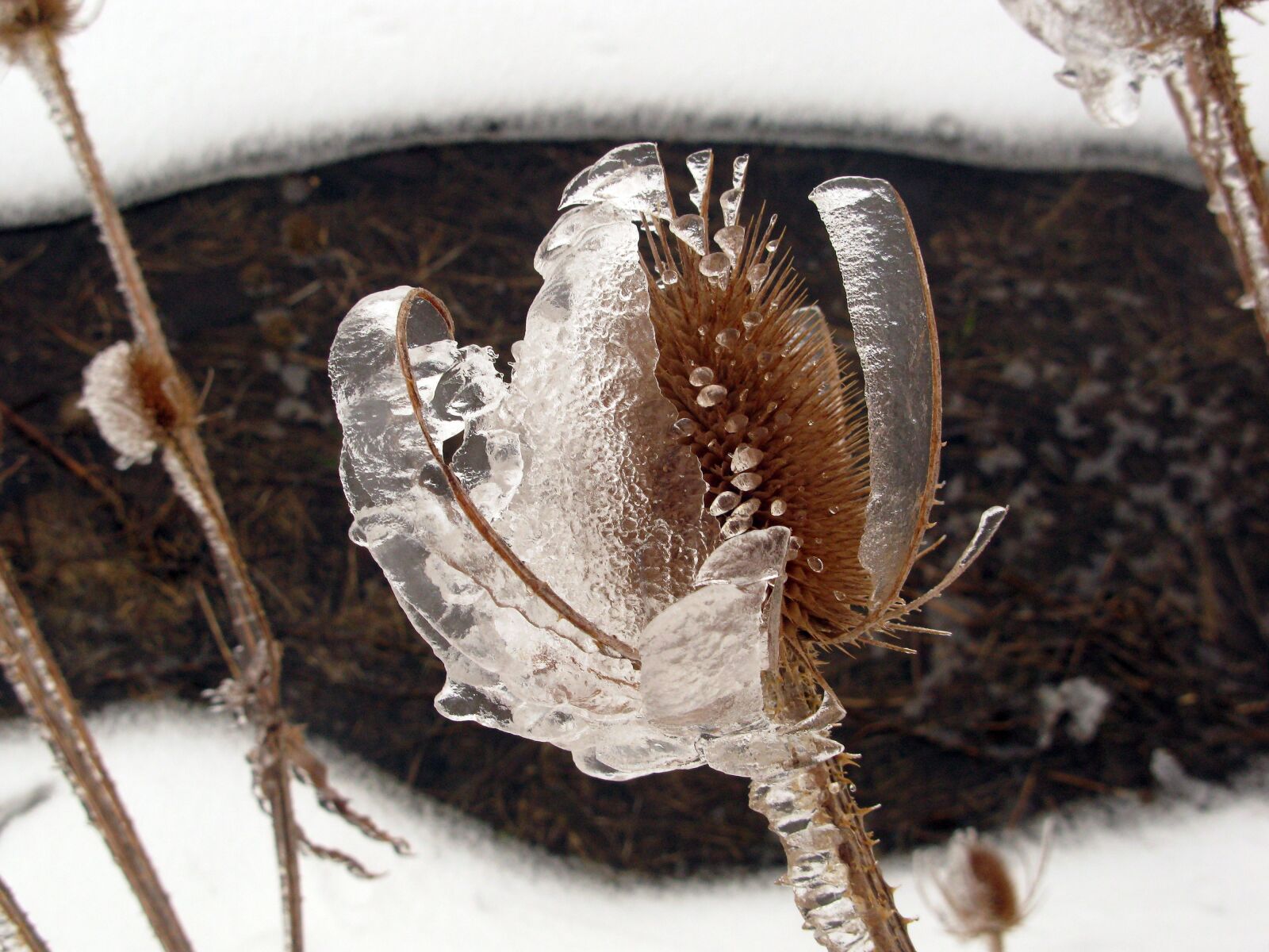 Canon POWERSHOT G9 sample photo. Winter, wintry, frost photography