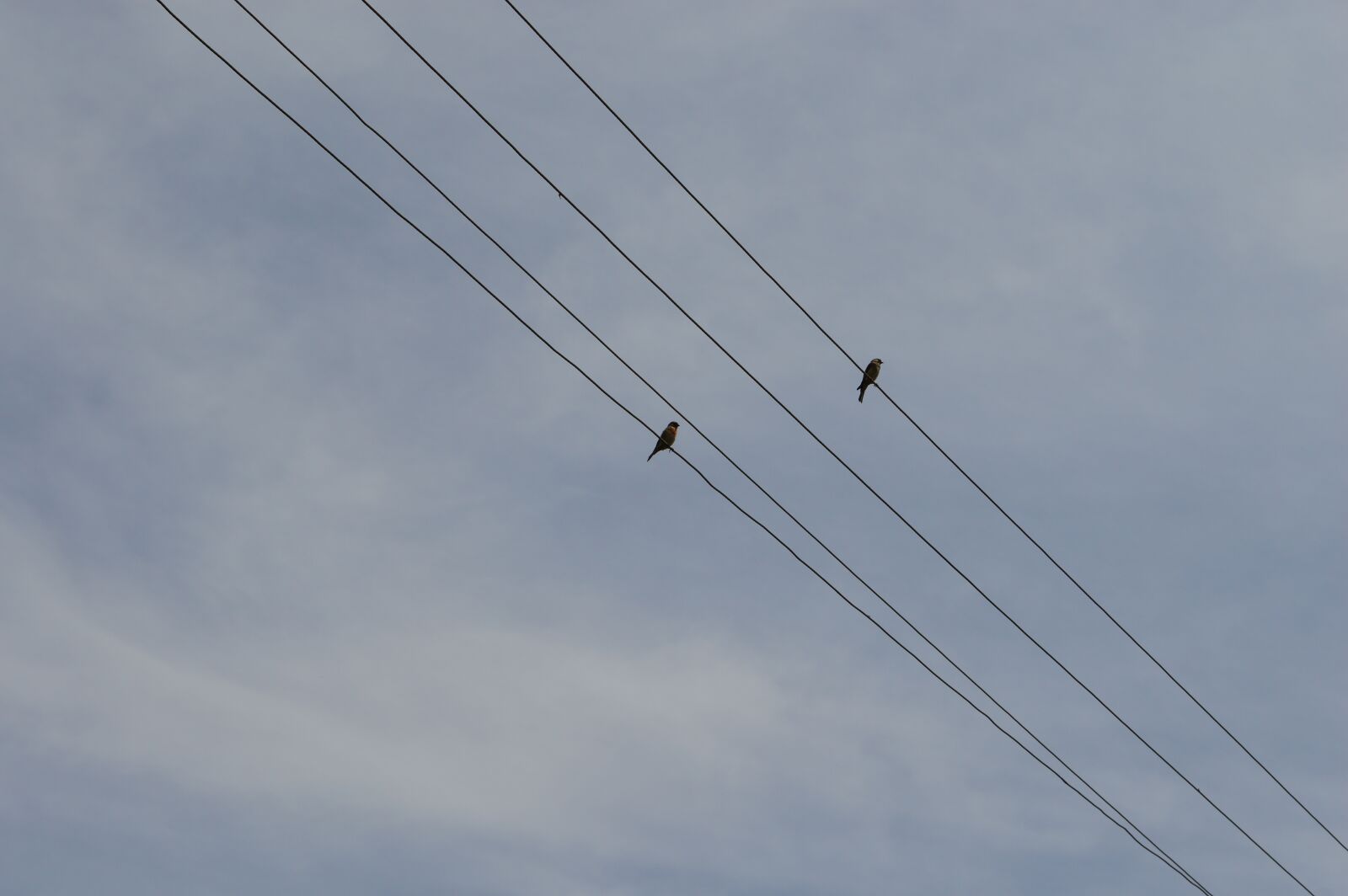 Nikon D3200 sample photo. Hotel, electricity, birds photography