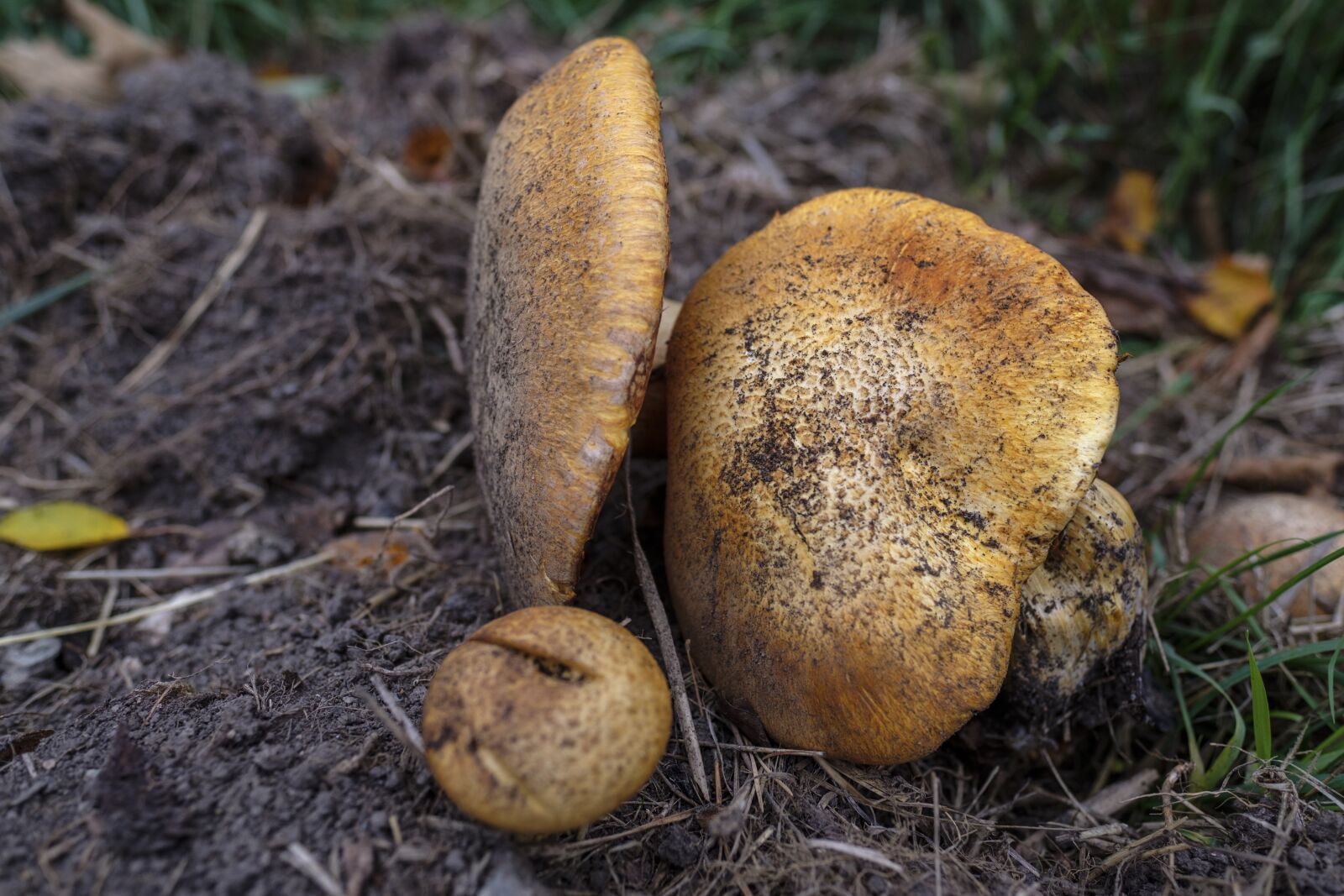 Fujifilm X-T2 + Fujifilm XF 16mm F1.4 R WR sample photo. Mushroom, food, eat photography