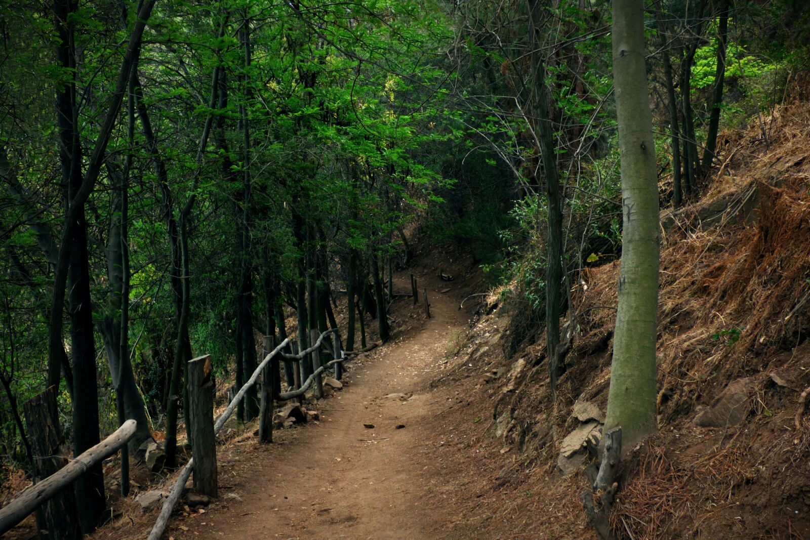 Panasonic Lumix DMC-FZ70 sample photo. Forest, dark, trail photography