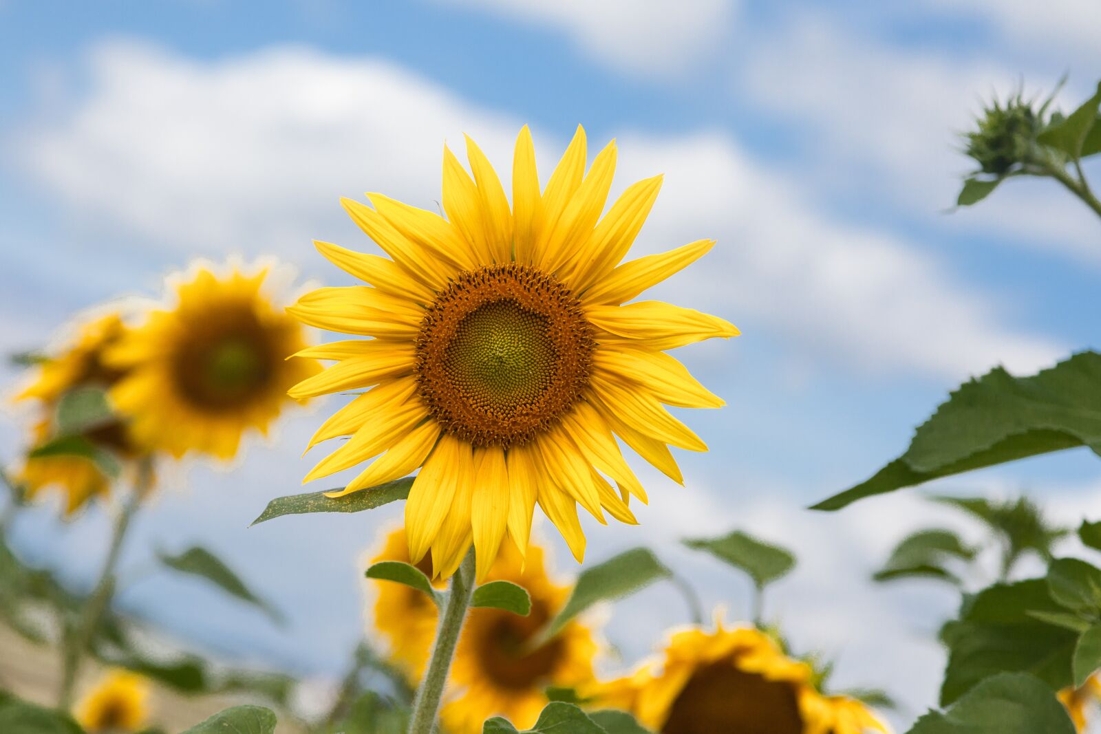 Canon EOS 5D Mark II sample photo. Sunflower, yellow, summer photography