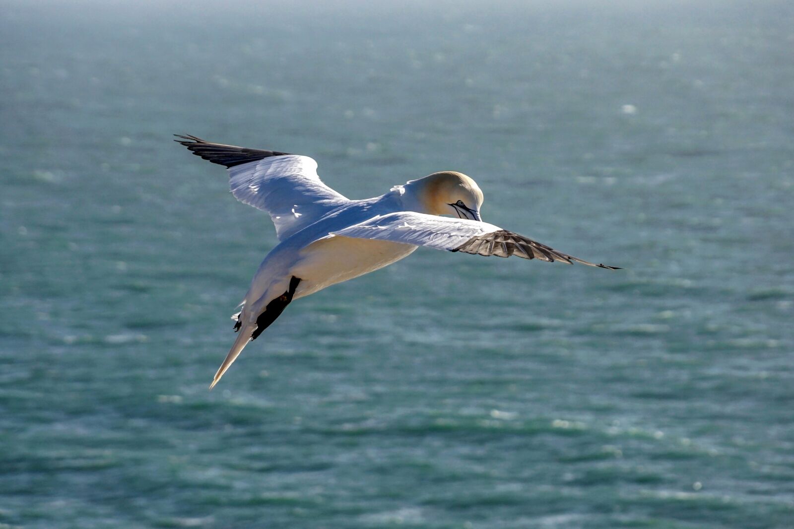 Sony DT 18-135mm F3.5-5.6 SAM sample photo. Northern gannet, flying, sea photography
