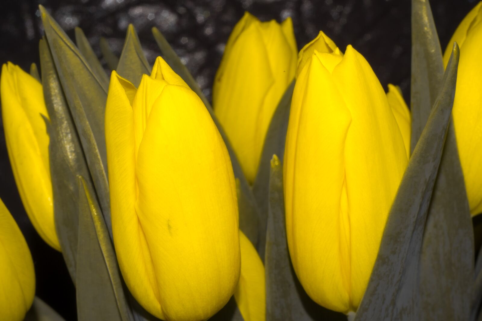 Fujifilm X-T10 sample photo. Nature, easter, tulip photography