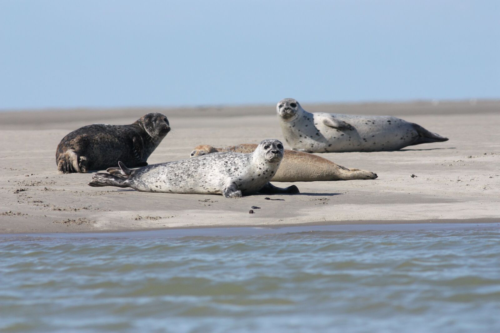 Canon EOS 450D (EOS Rebel XSi / EOS Kiss X2) sample photo. Seals veaux marins, seals photography