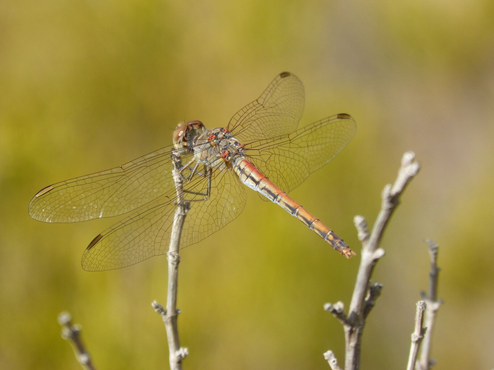 Panasonic DMC-FZ62 sample photo. Dragonfly, sympetrum striolatum, winged photography