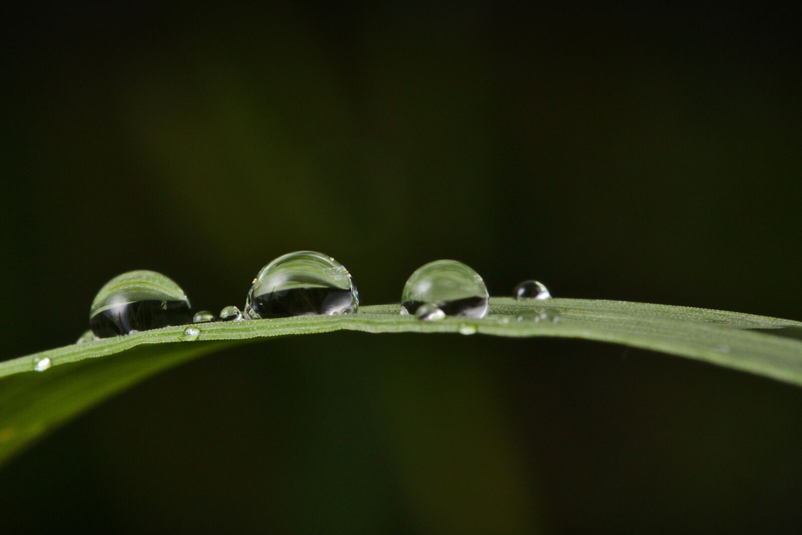 Canon EOS M5 sample photo. Grass, raindrop, reflection photography