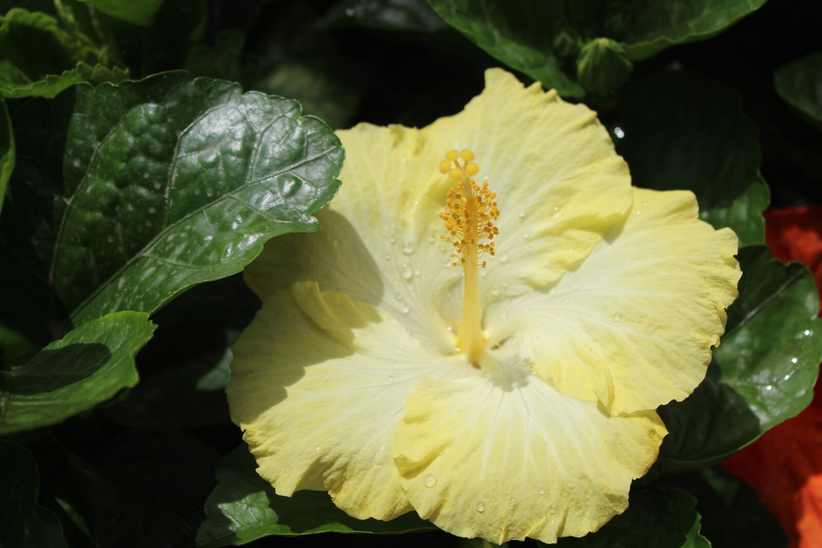 Canon EOS 1300D (EOS Rebel T6 / EOS Kiss X80) sample photo. Nature, flowers, yellow photography