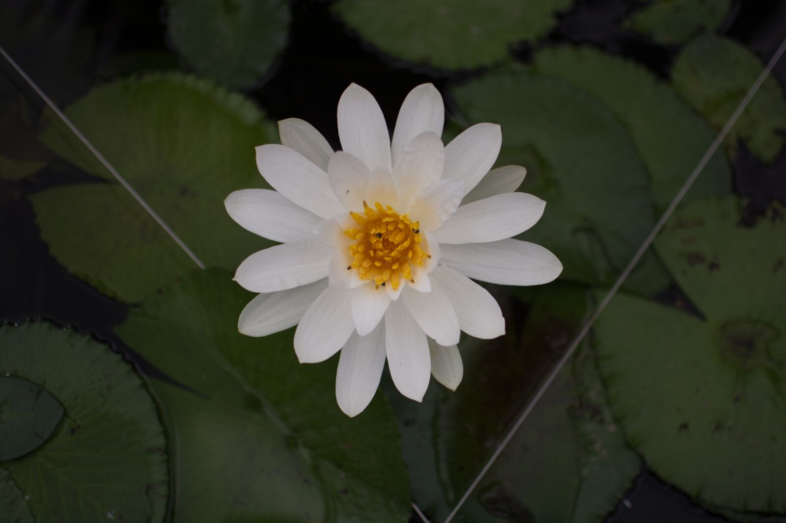 Nikon D7100 sample photo. Flower, natural, white photography
